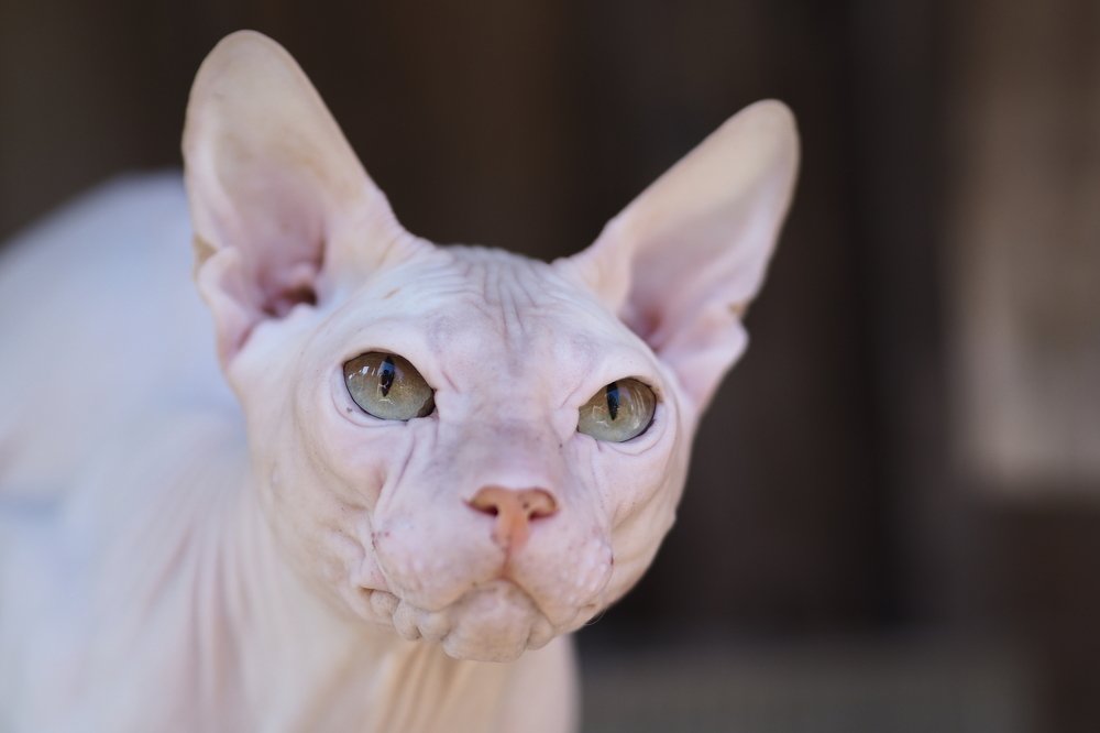 Донской сфинкс в деревне