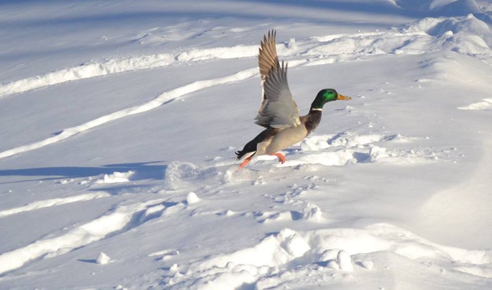 Снегобегущая