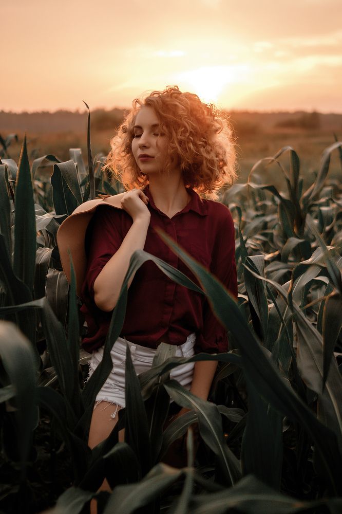 Кукурузный закат