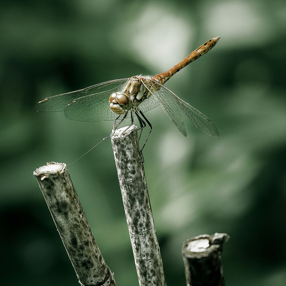 Photograph by Янсон Дмитрий