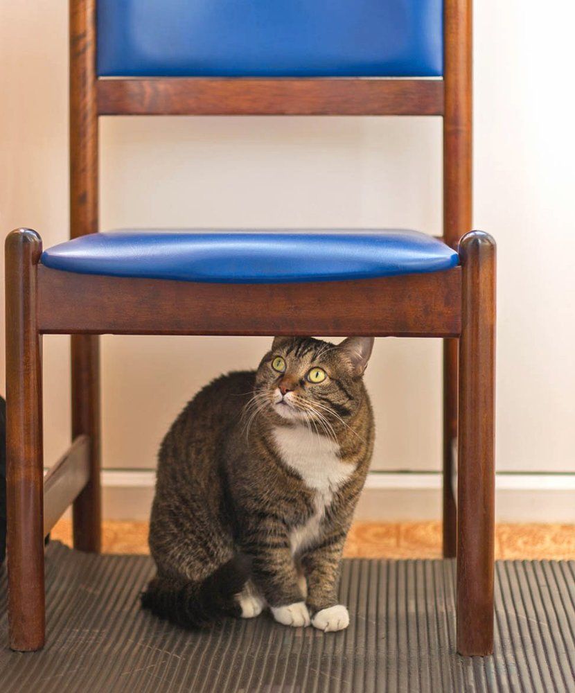 А сметану дадут?