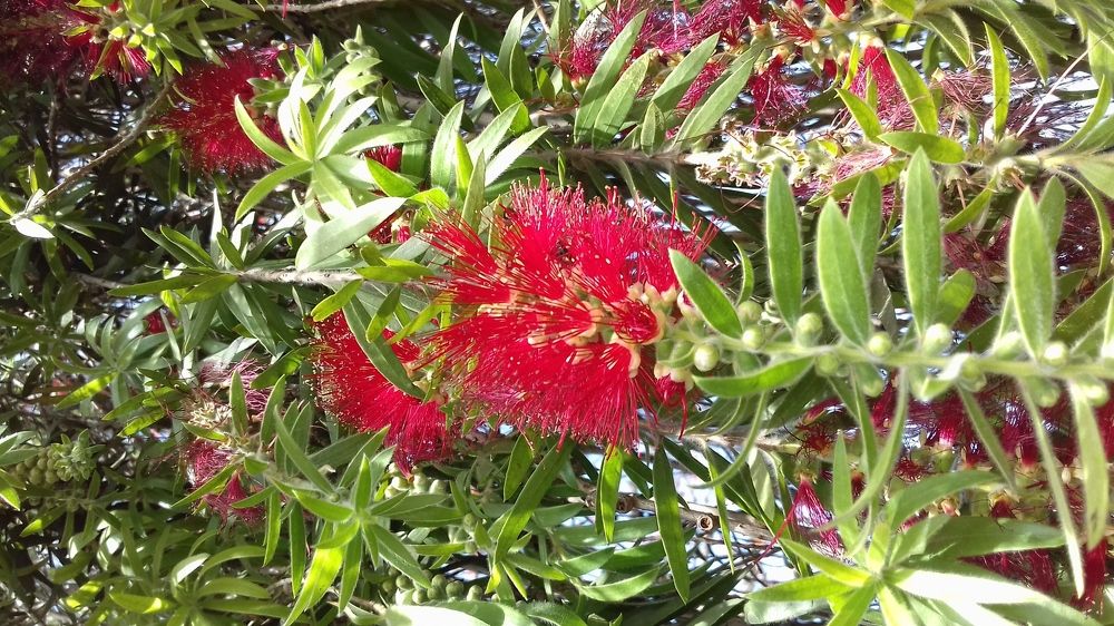 Brush Tree