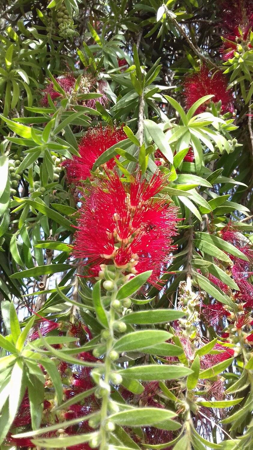 Brush Tree