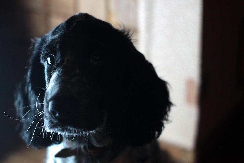 Невинность