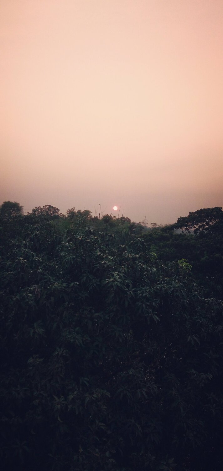 Sunset in trees