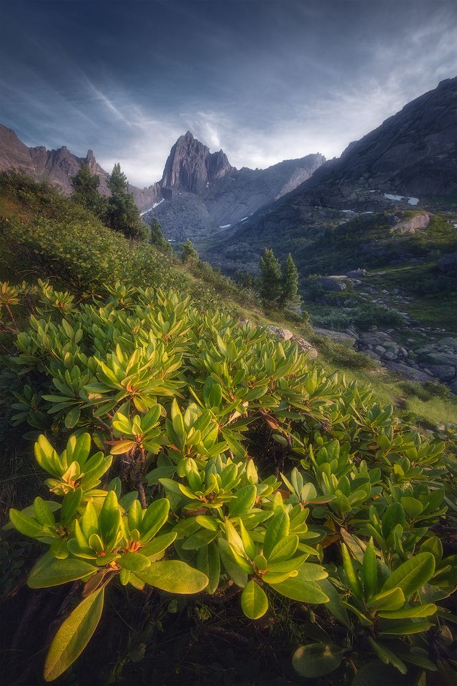 Птица перед закатом.