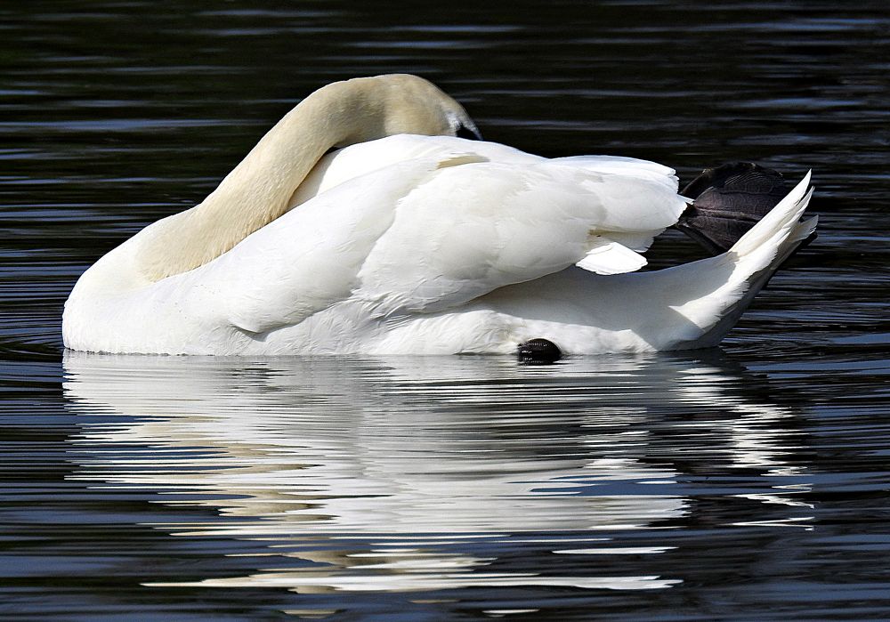 Спящий лебедь