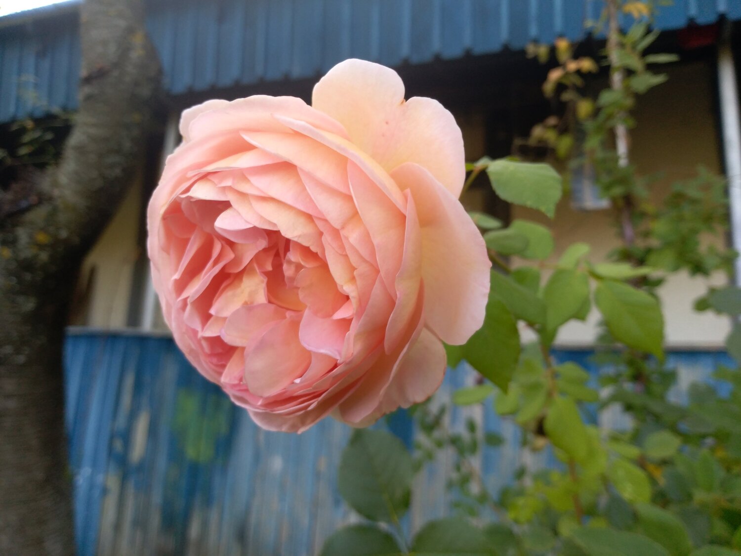 Rose
