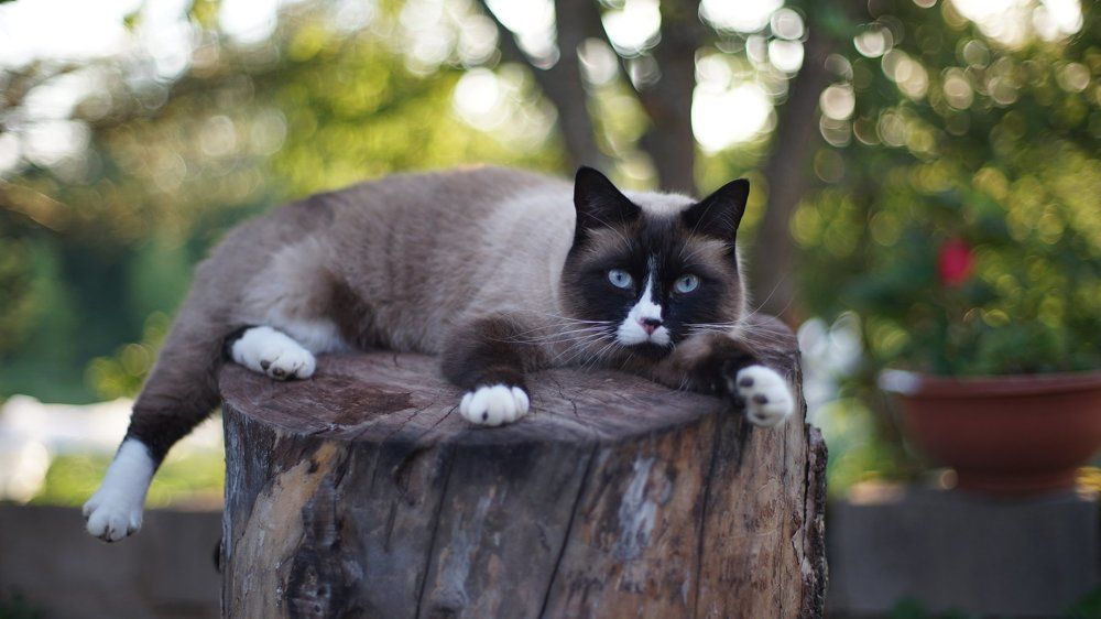 Фотография автора ЯR Ольга