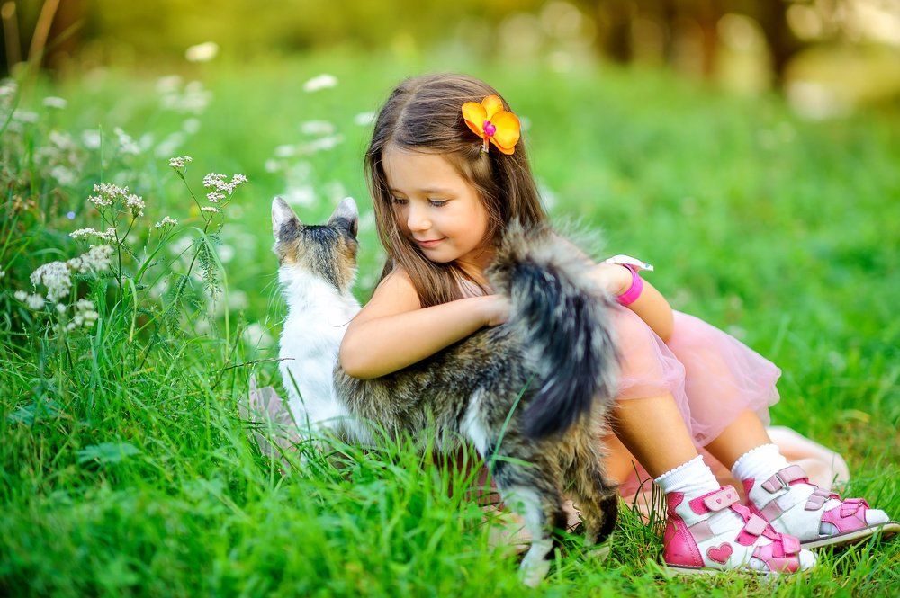 коты выбирают сами