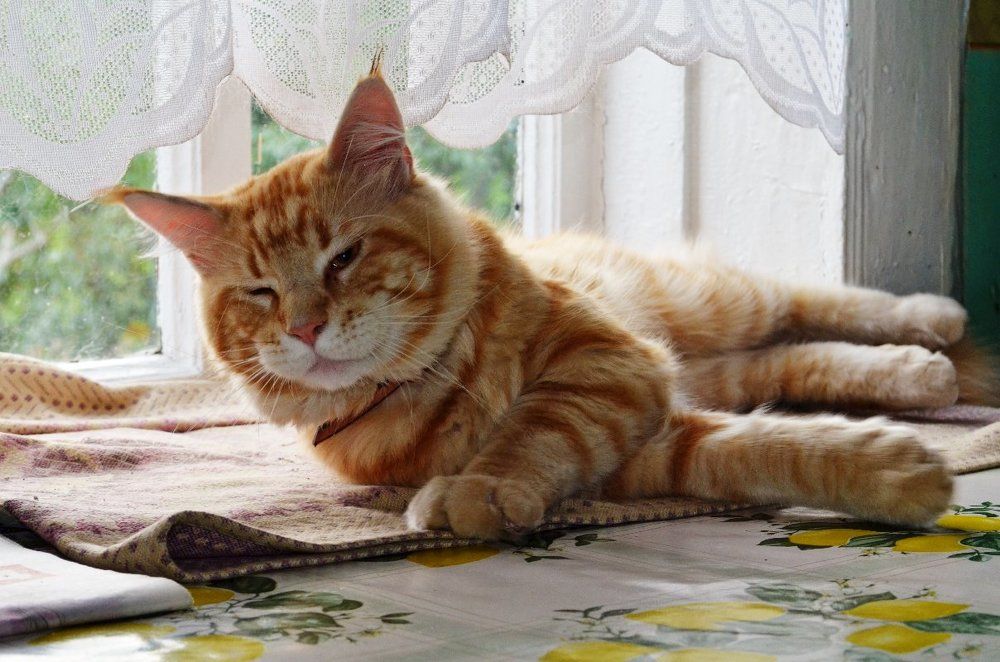 Сплю я, вам чего?