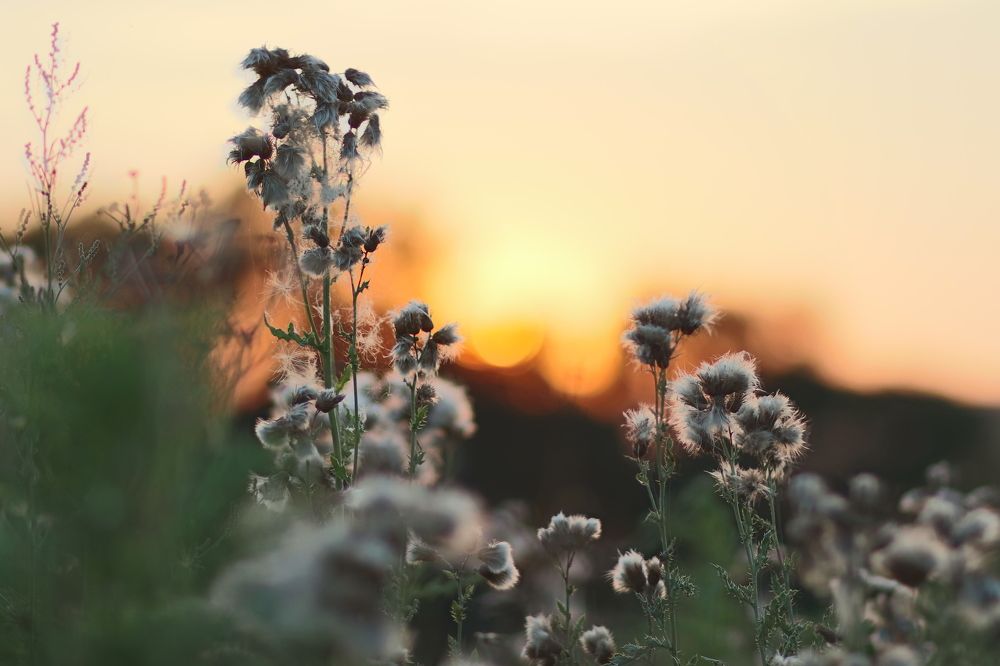 La Bénisson-Dieu (France) - Sunset