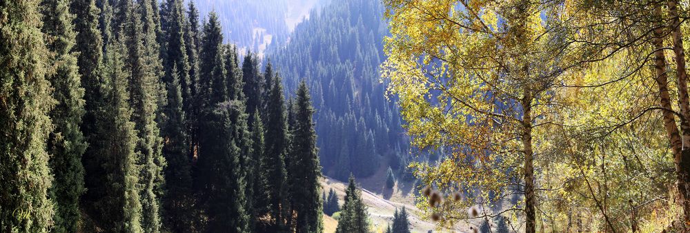 Меж берёз и елей...