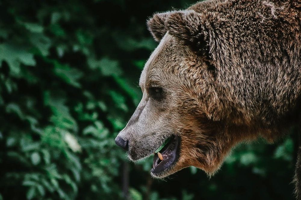 Хозяин леса