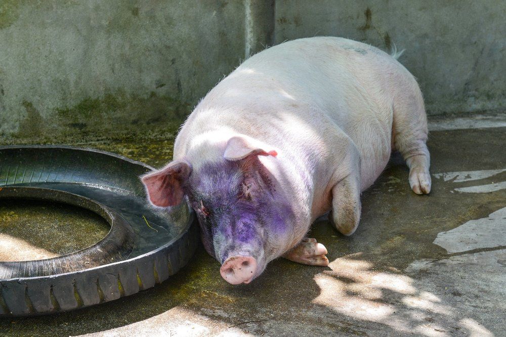 Свиномамка