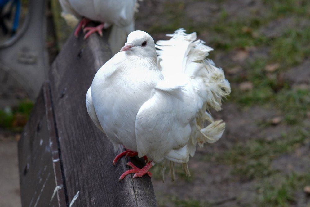 Крылатый белый красавец