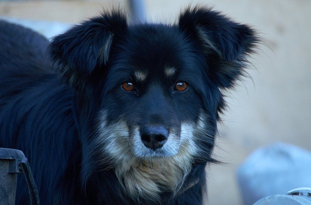 Жужа. Портрет. Преданность