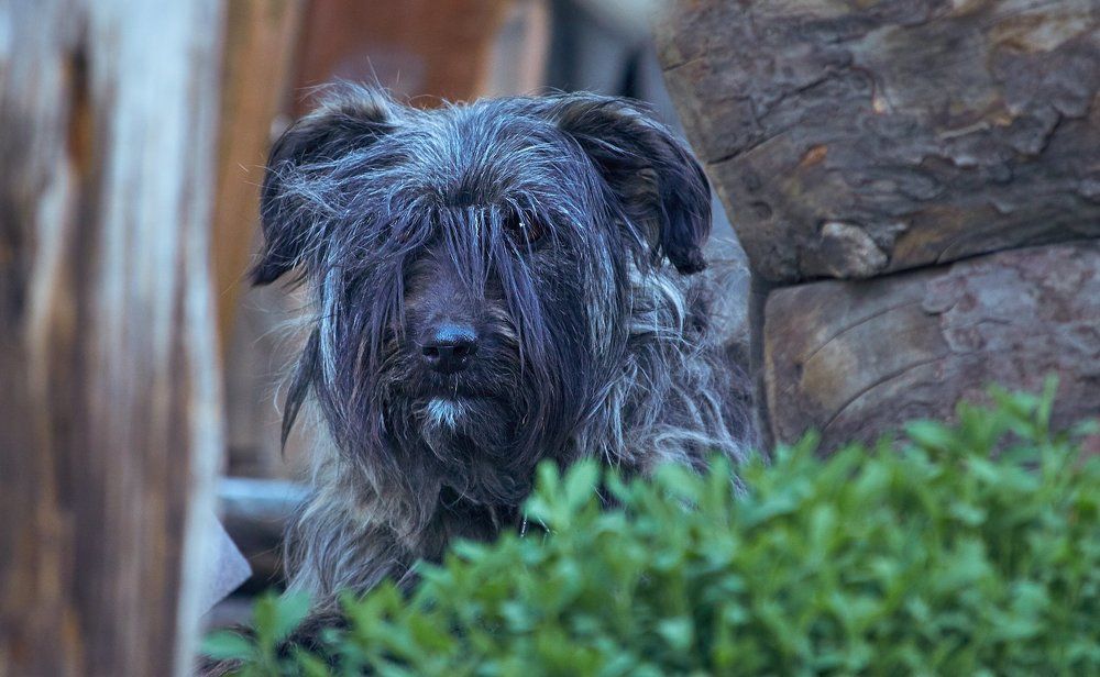 Ёжа - лапочка