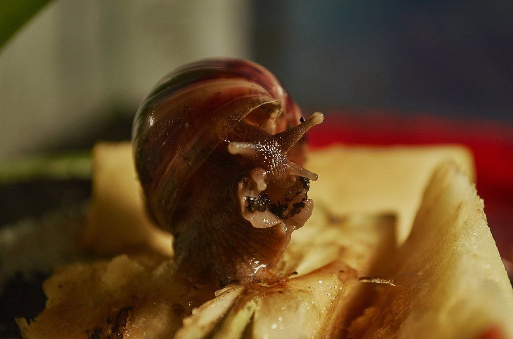 Ахатина Акулина