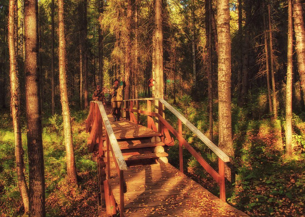 Осенний лес в лучах вечернего солнца.