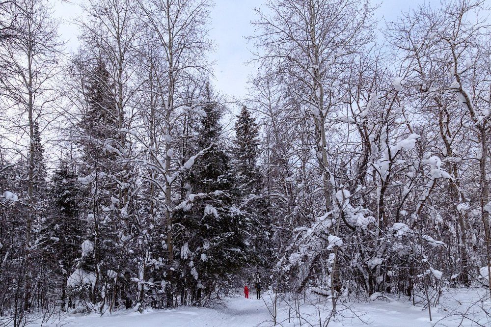 В зимний лес