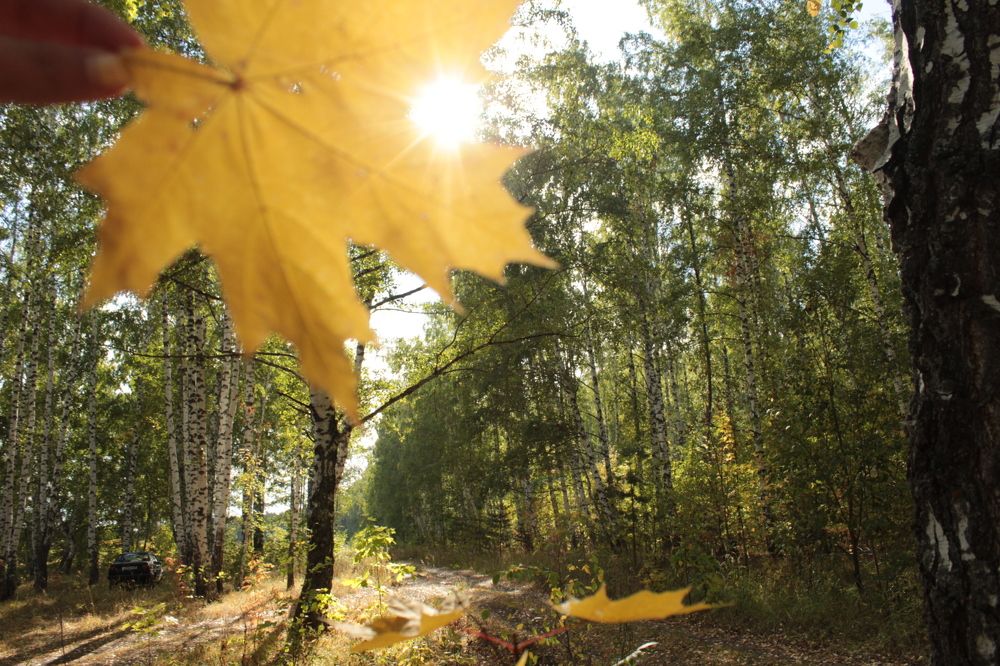 Кленовый лист