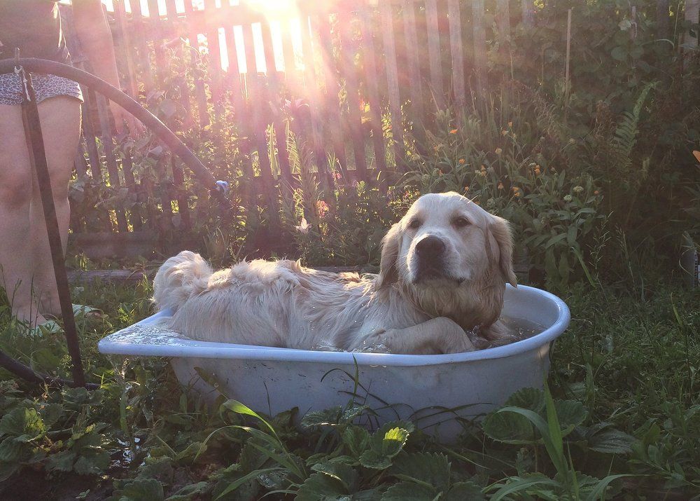 Собачий рай.