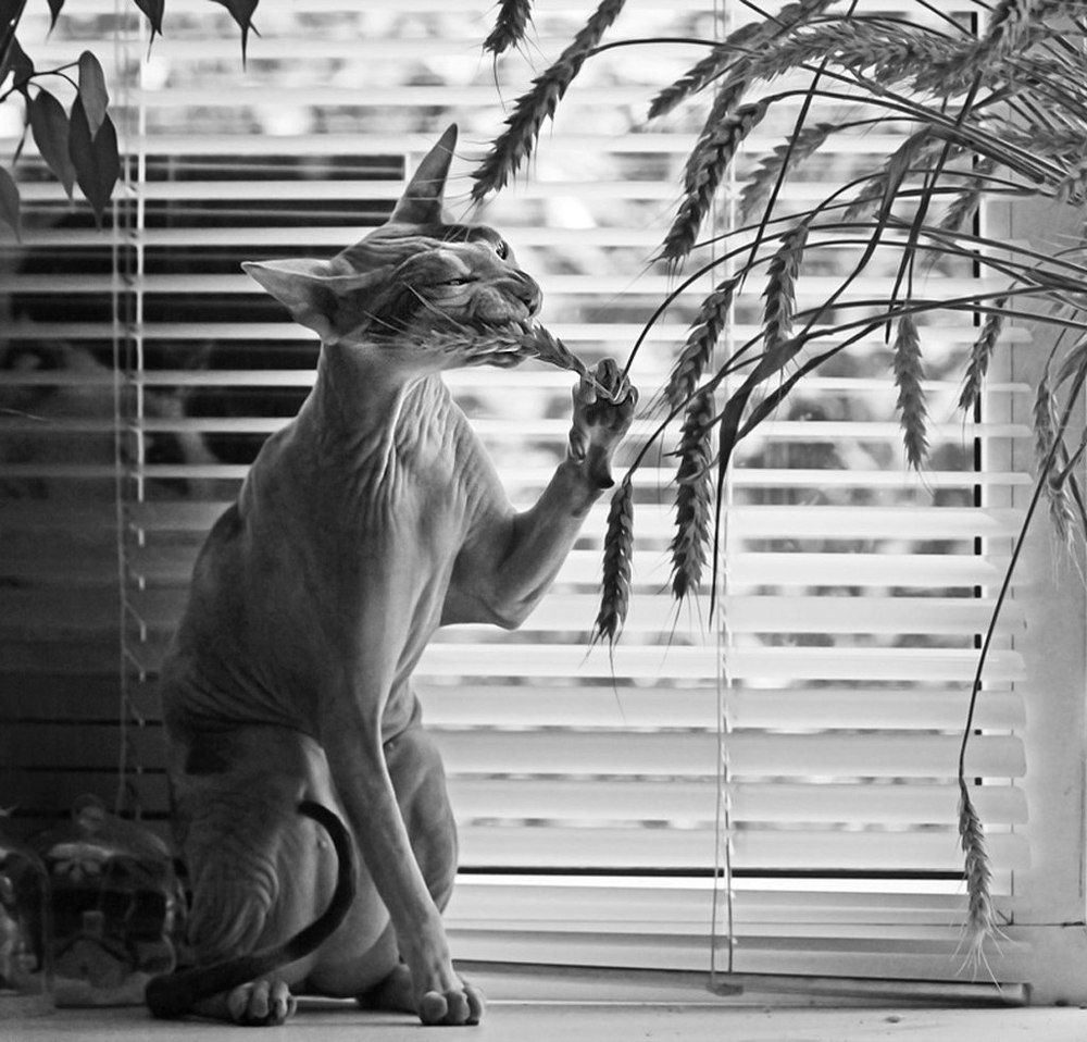 Вегетарианка