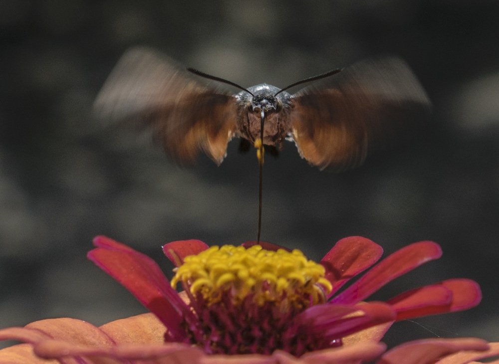 Цветочный вамп