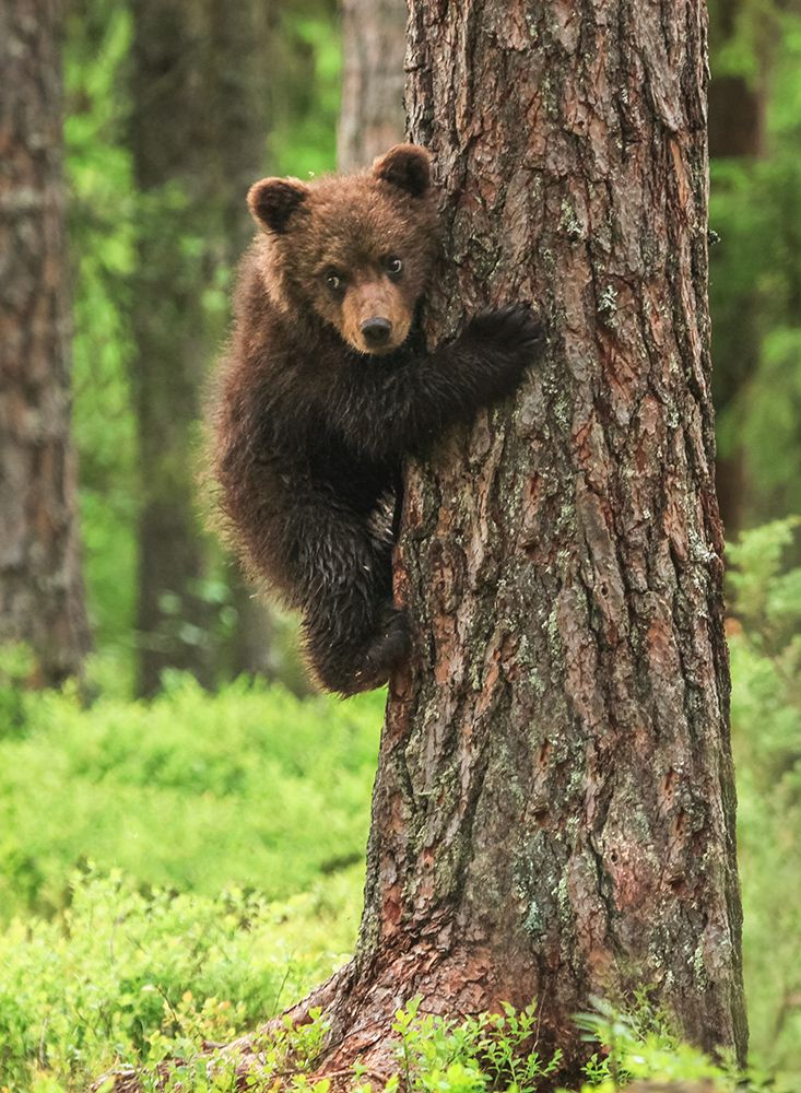 Маам, а как вниз спускаться?