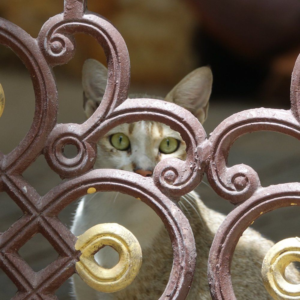 Gated cat