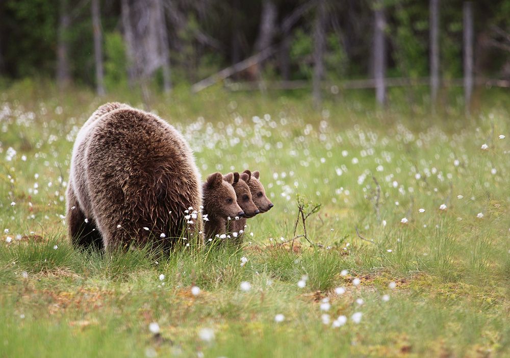 Трое из ларца