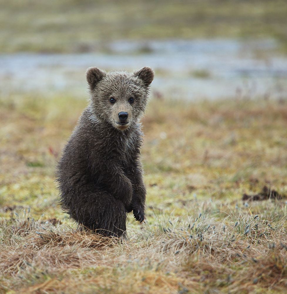 Маам, а меня сфотографировали ...