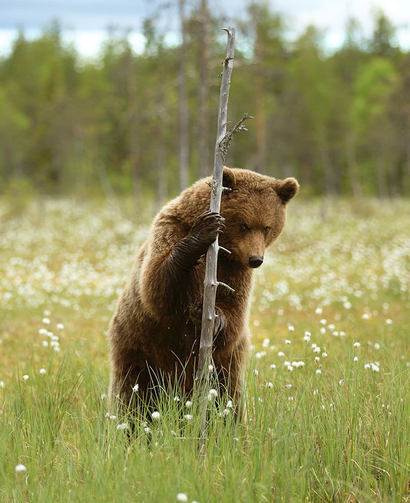 Устал я за тобой бегать, фотограф