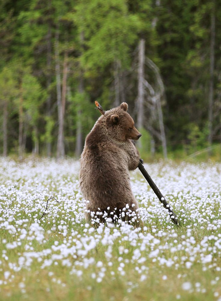 Пора сенокоса