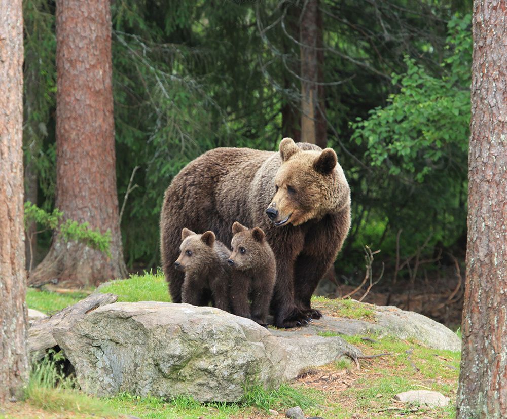 Дети, улыбочку, нас снимают