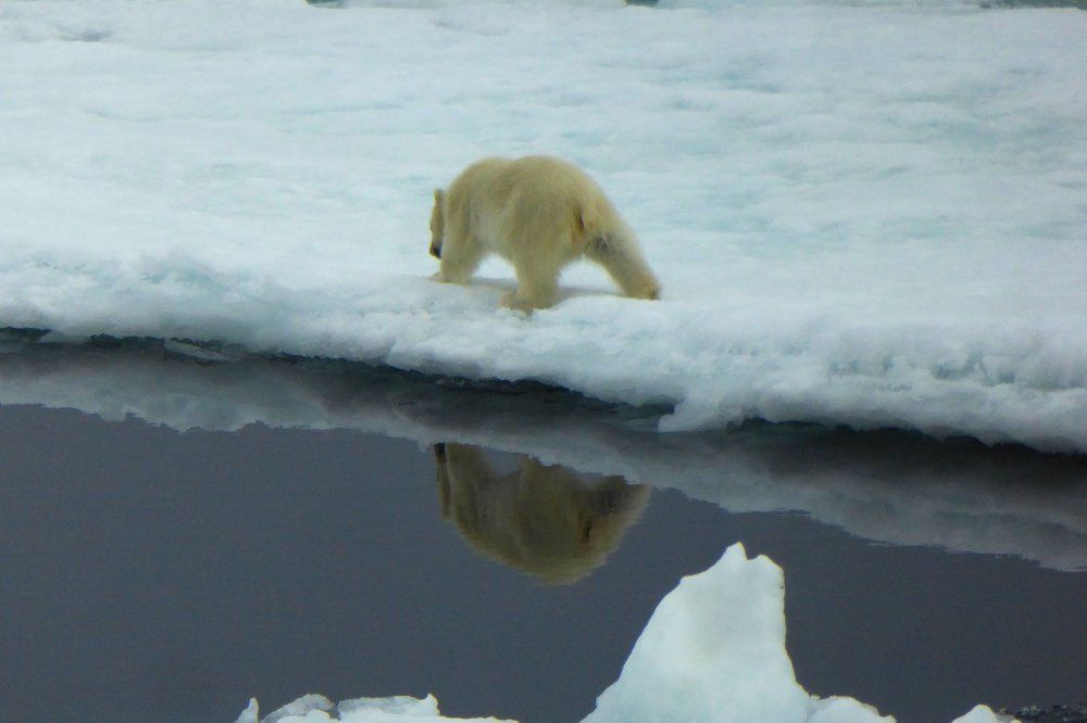 И хвостик у меня симпатичный