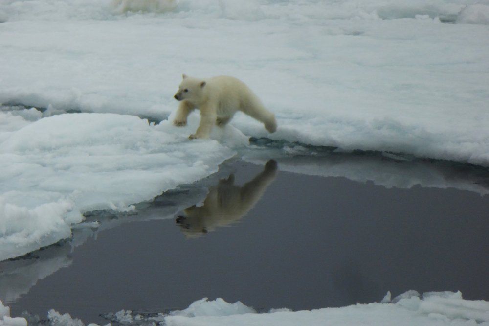 Не замочить бы лапки. Мама заругает
