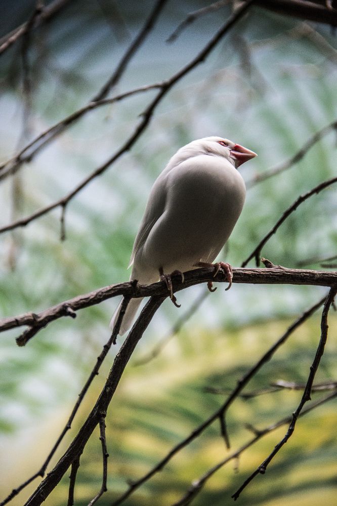 Птичка рисовка