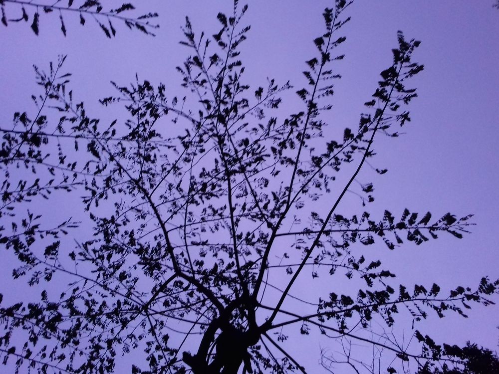 Refreshment time of trees