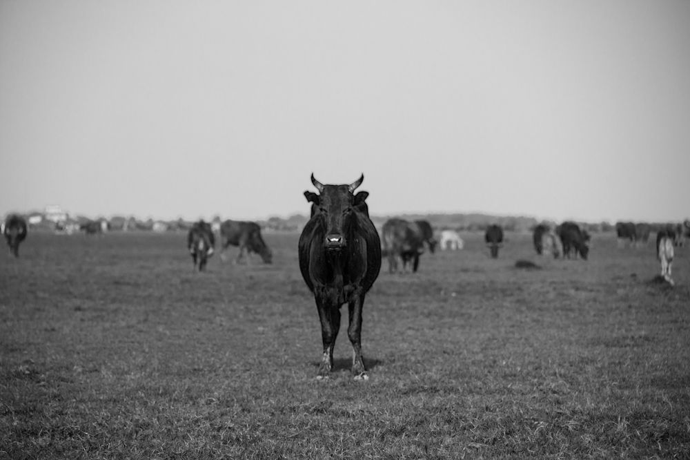 At Five in the Afternoon