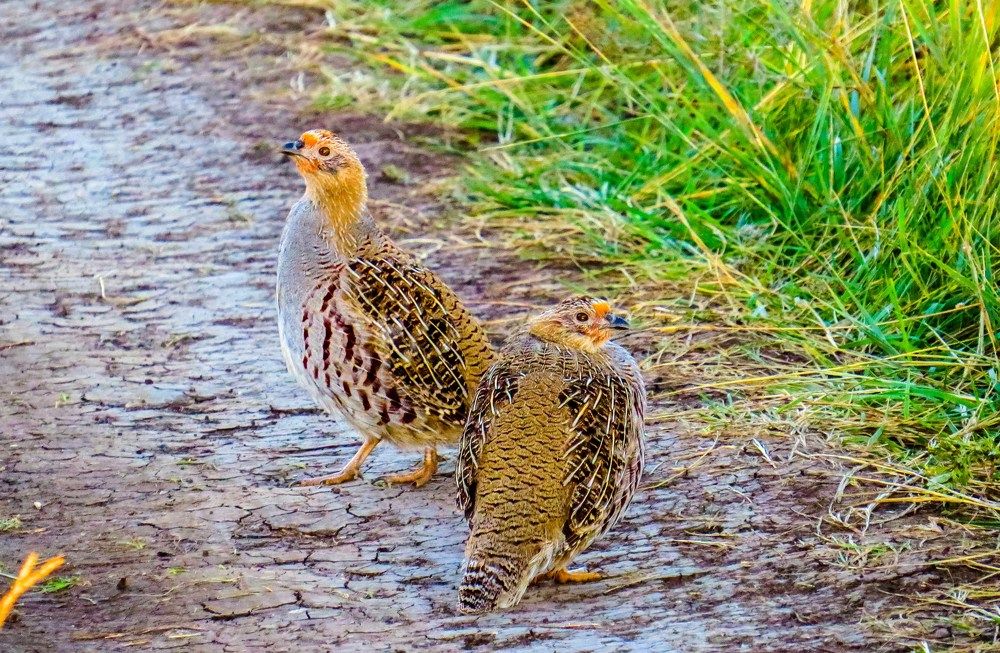 Встреча на лесной дороге