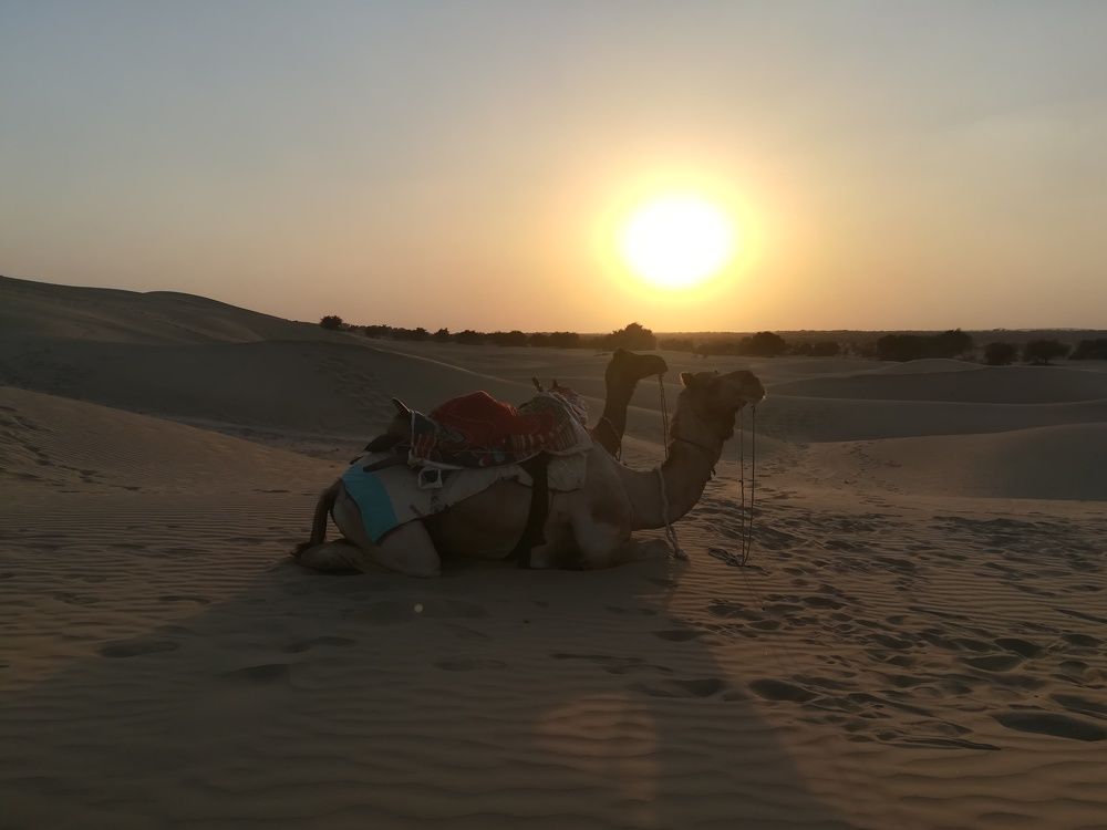 Camel in Dasert.