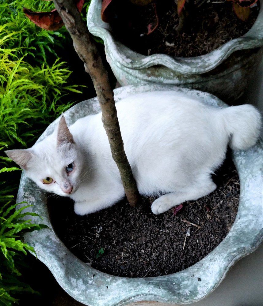 potted cat