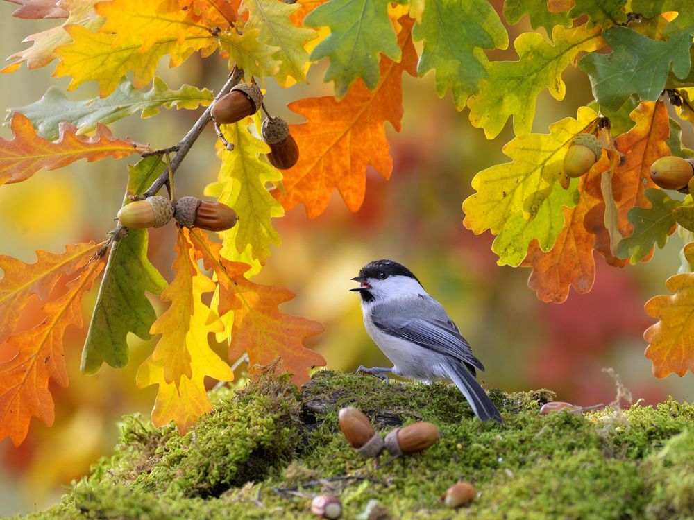 Осенние зарисовки