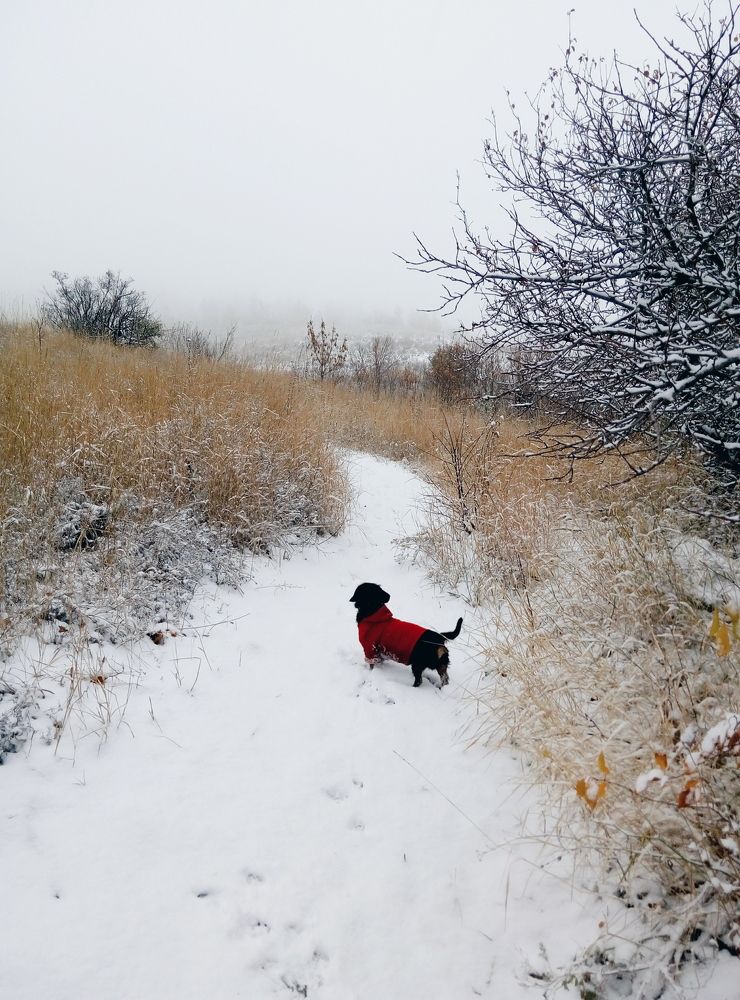 первый снег