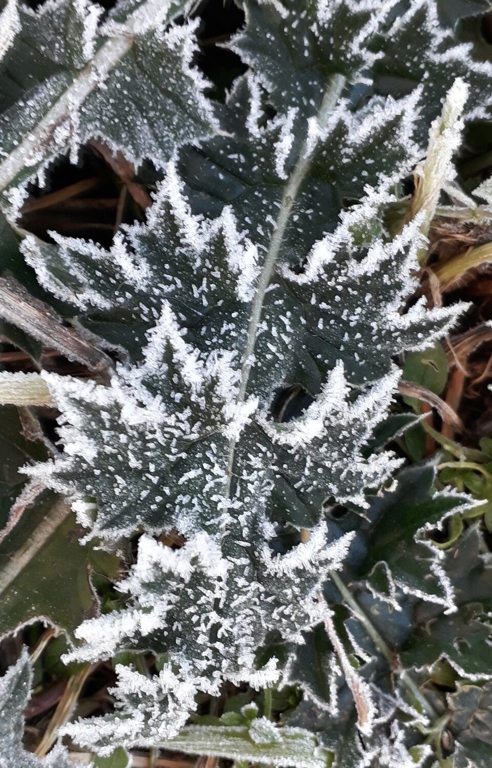 Congelados
