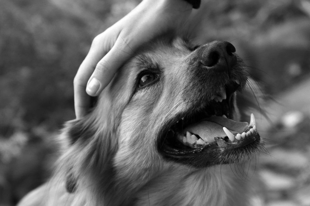 Photograph by Александр Козленков