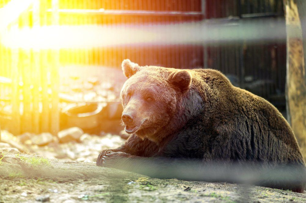 Soaking up the last rays of sun