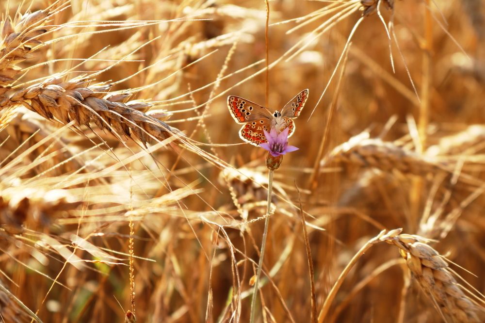 Спряталась